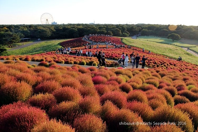 20161015_茨城-256_常陸海濱公園_s.JPG