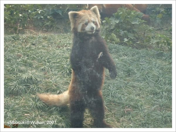 20071219_Wuhan-21_Zoo_1.JPG