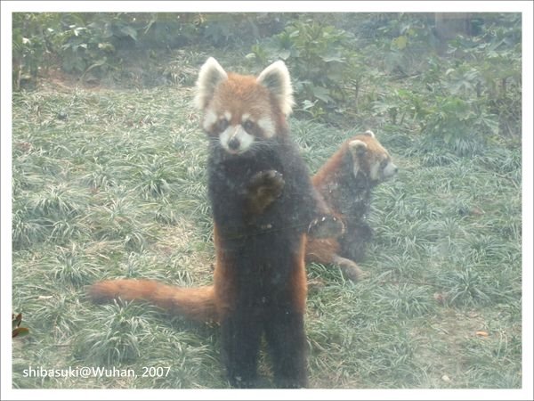 20071219_Wuhan-23_Zoo_1.JPG
