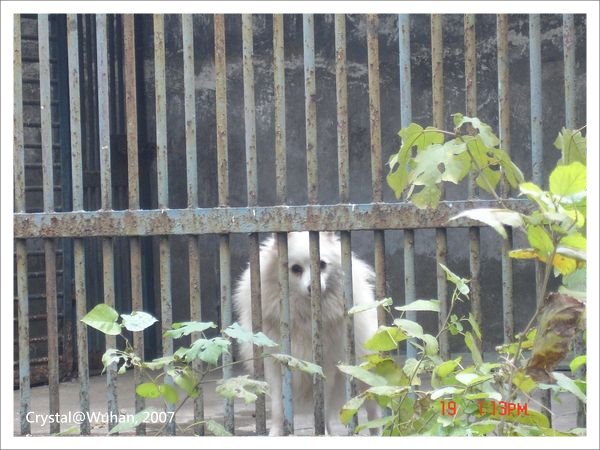 20071219_Wuhan-29_Zoo_1.JPG