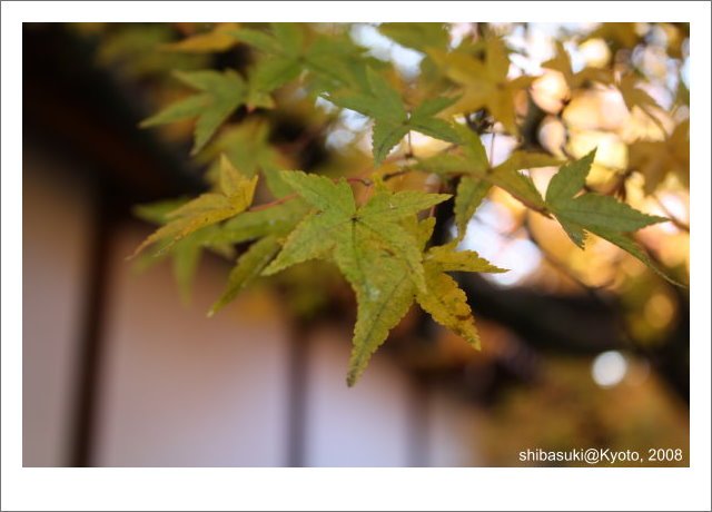20081125_Kyoto-8_永觀堂.jpg