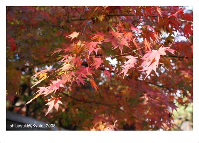 20081125_Kyoto-15_永觀堂.jpg