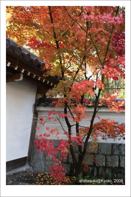 20081125_Kyoto-30_永觀堂.jpg