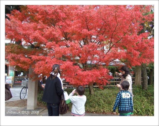 20081129_宇治-21_平等院.JPG