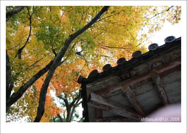 20081129_宇治-43_平等院.JPG