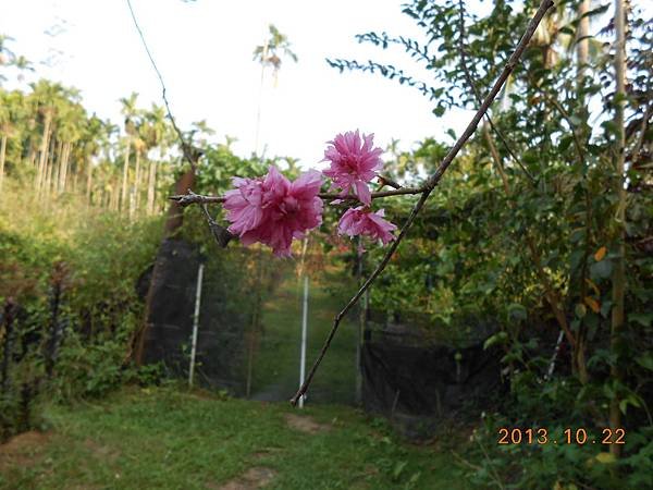 園內1棵八重櫻花開了