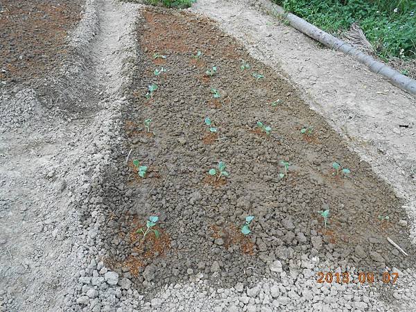 種植第一批20棵青花菜