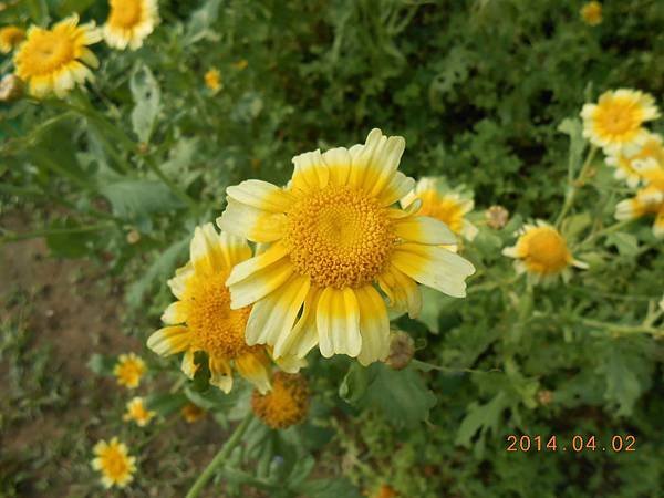 DSCN4229