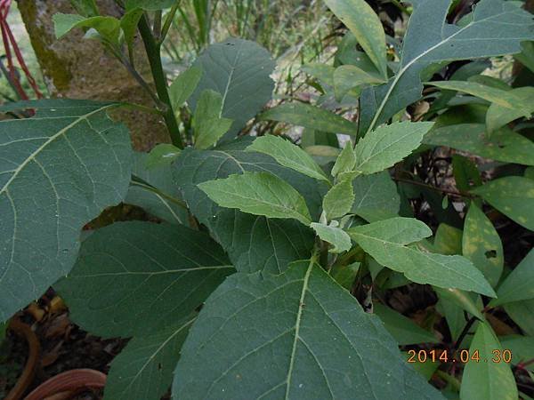 扁桃斑鳩菊