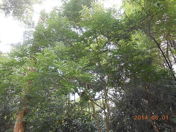 DSCN5079