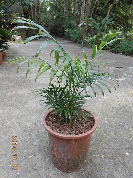 袖珍椰子