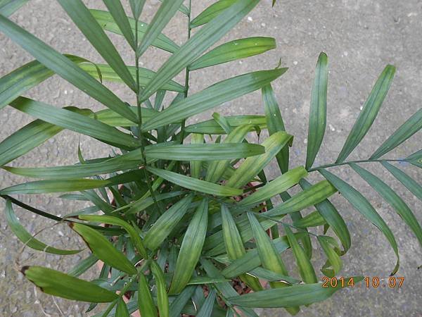 DSCN6042