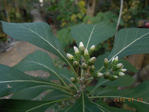 扁桃斑鳩菊