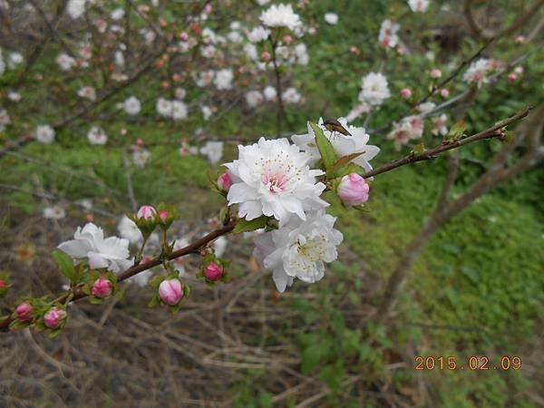 郁李花正開放中
