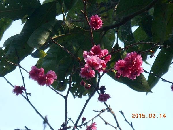 DSCN7116
