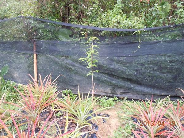 102.4.13種植台灣山櫻花.jpg