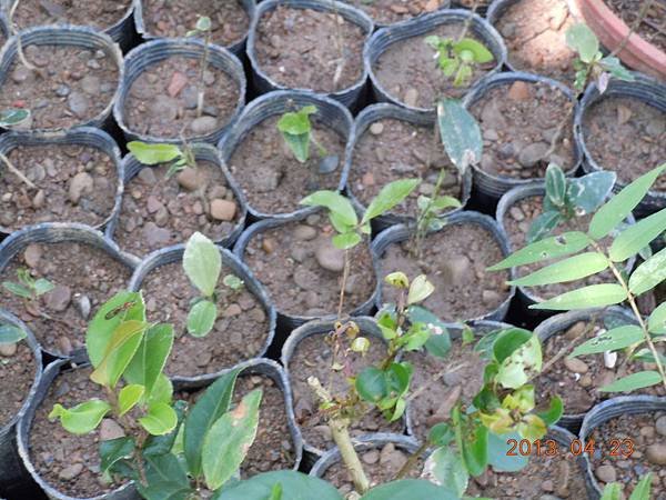 102.4.23種植油茶小苗.jpg
