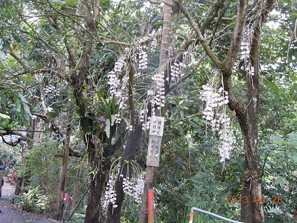 102.4.28天宮石斛.jpg