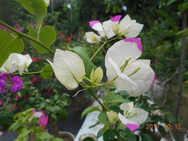 DSCN3725.JPG