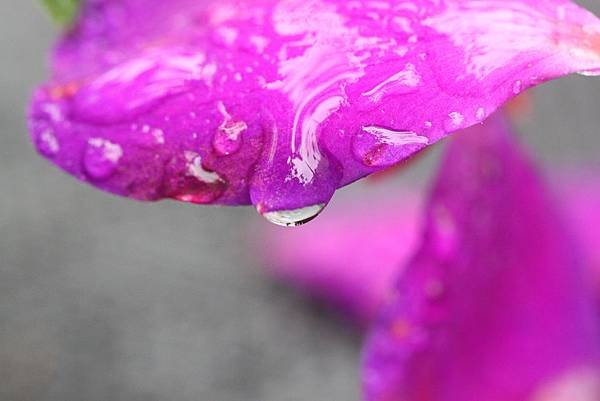 IMG_8771.JPG