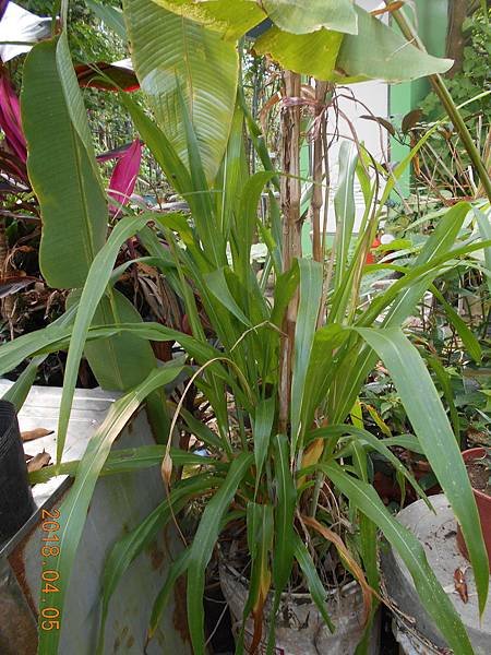 DSCN4888.JPG