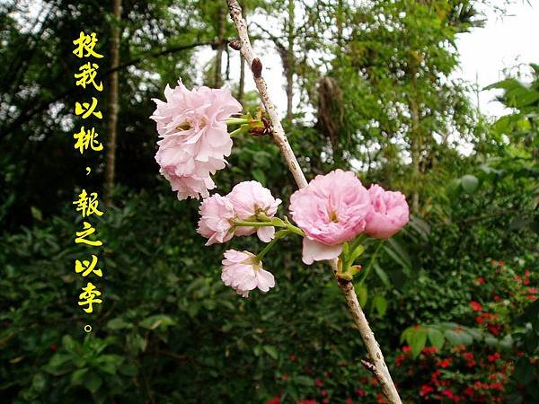 100-160996.5.6普賢象櫻花.JPG
