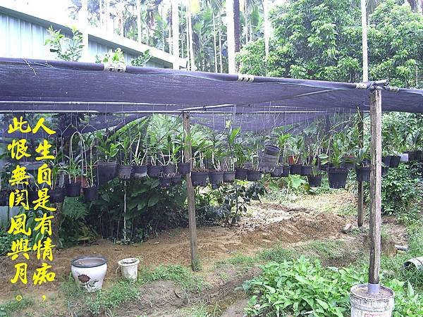 100-162097.7.17DIY棚架種植蘭花.JPG