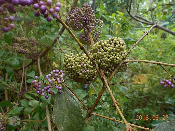 DSCN5719.JPG