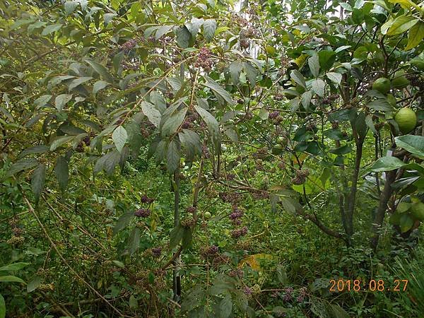 DSCN5716.JPG