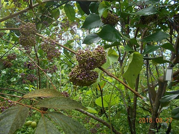 DSCN5718.JPG