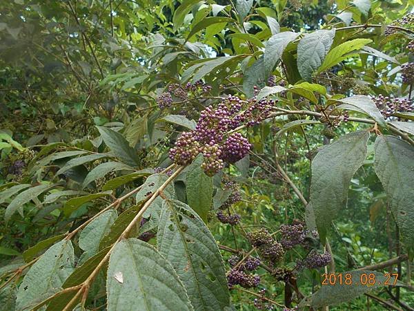 DSCN5720.JPG