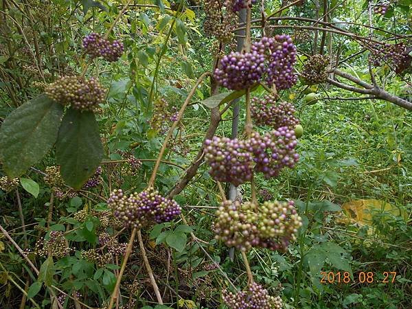 DSCN5723.JPG