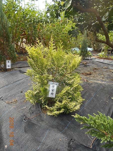 DSCN6008.JPG