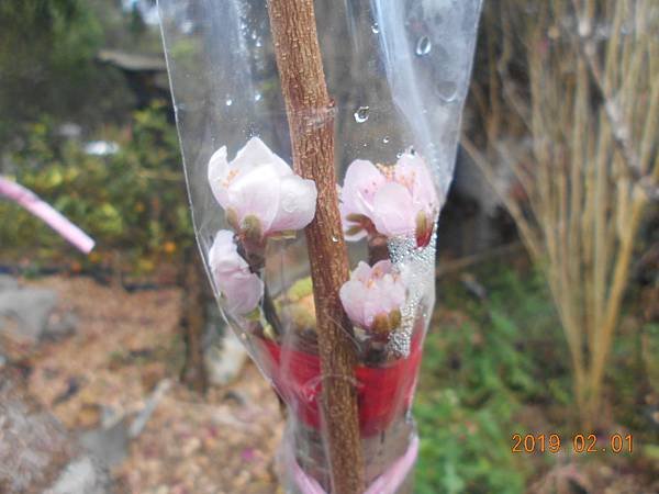 DSCN6880.JPG