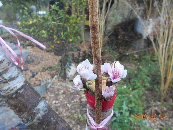 DSCN6909.JPG
