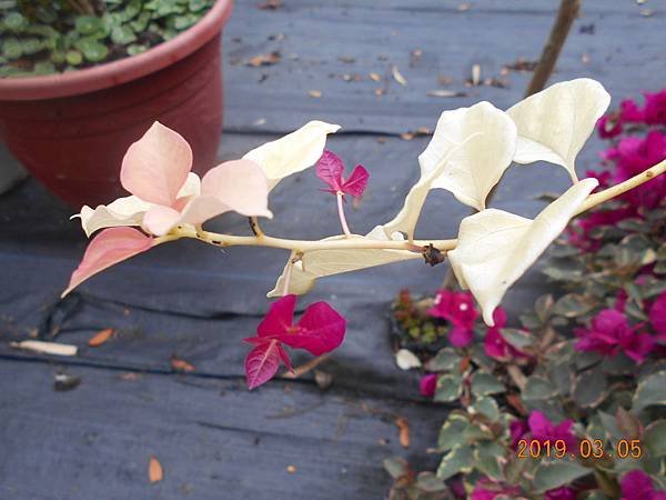 DSCN7278.JPG