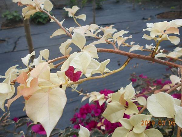 DSCN7279.JPG