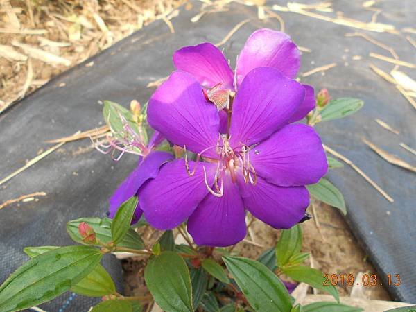 DSCN7330.JPG