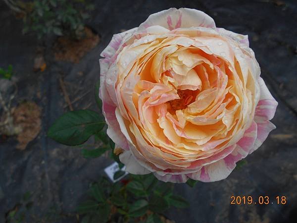 DSCN7358.JPG