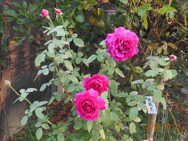 DSCN6124.JPG