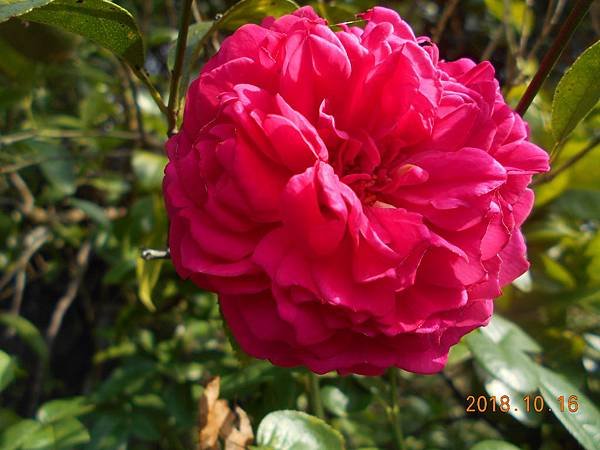 DSCN6080.JPG