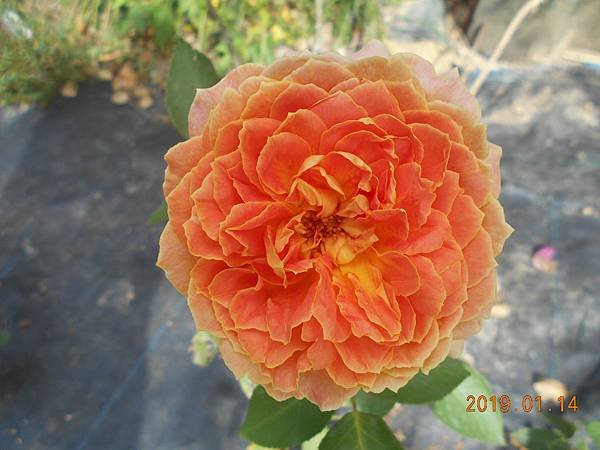 DSCN6776.JPG