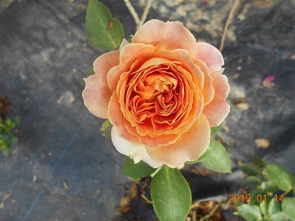 DSCN6775.JPG
