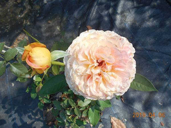 DSCN7541.JPG