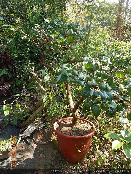 DSCN8742.JPG