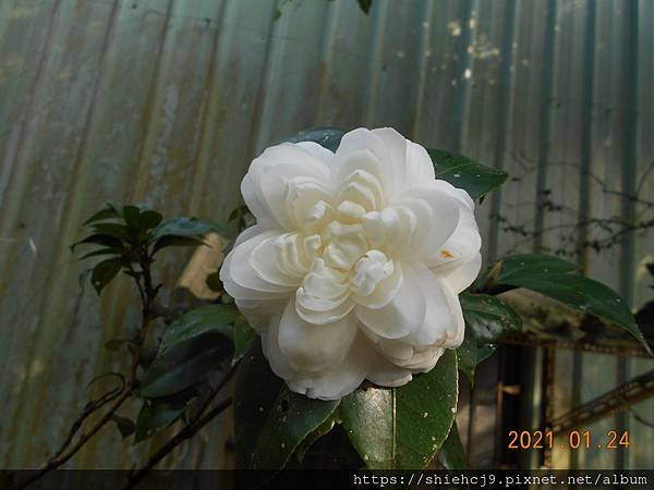 DSCN4363.JPG
