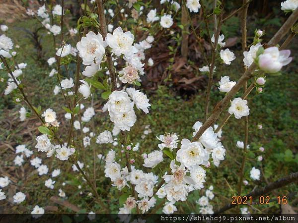 DSCN4729.JPG