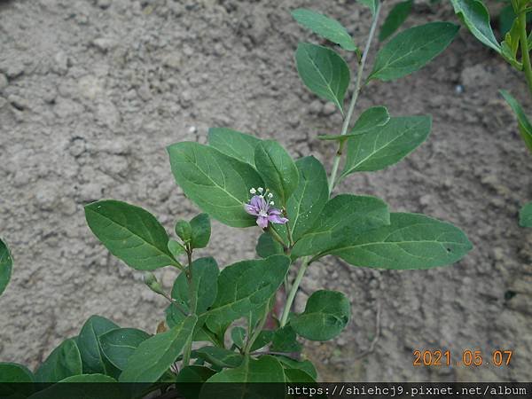 DSCN5671.JPG