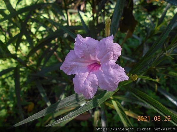 DSCN6708.JPG
