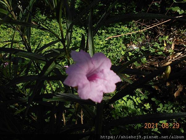 DSCN6707.JPG